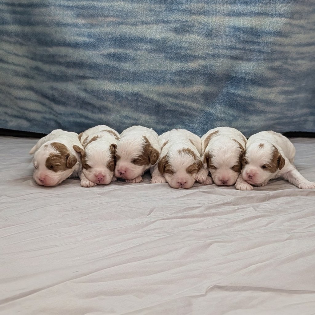 Litter Image