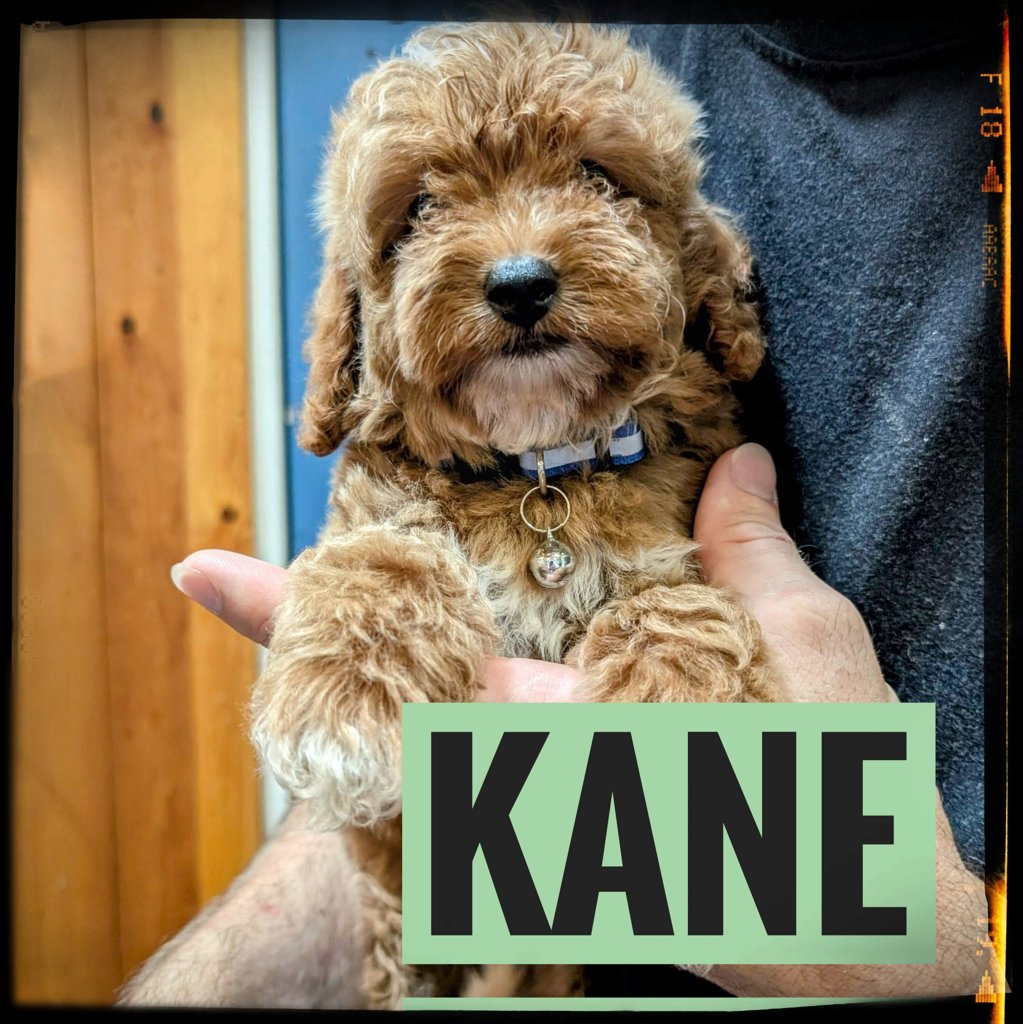 Kane